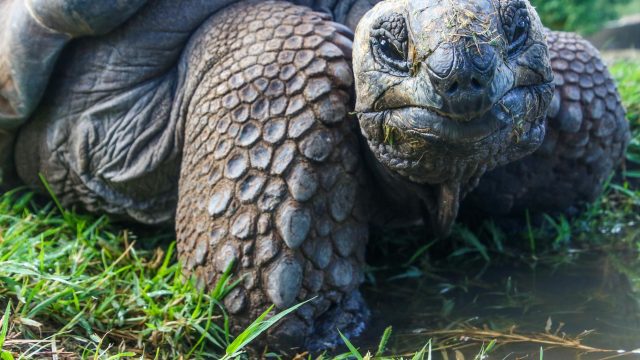 closeup photo of galapagos tortoise